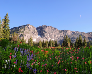 Utah Albion Basin Mountain and wildflowers